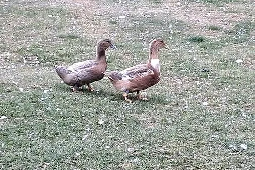 Sprzedam małe kaczki kolorowe, Opolskie, Miedziana