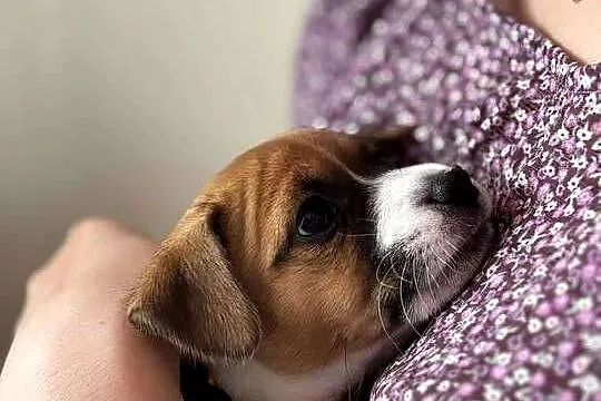 Szczenięta ZKwP FCI Jack Russell Terrier