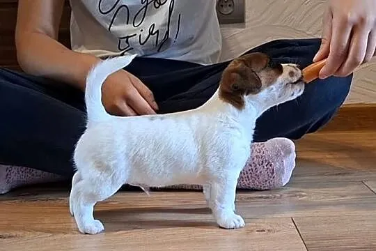 Szczenięta ZKwP FCI Jack Russell Terrier, Podkarpackie, Osobnica