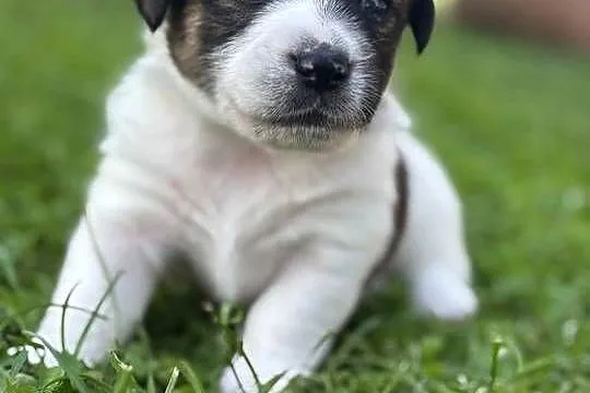 Szczenięta ZKwP FCI Jack Russell Terrier, Podkarpackie, Osobnica