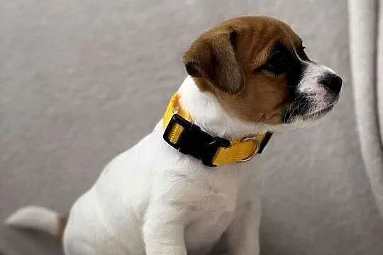 Szczenięta ZKwP FCI Jack Russell Terrier, Podkarpackie, Osobnica
