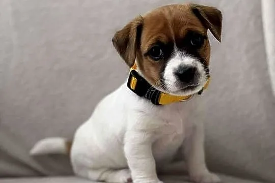 Szczenięta ZKwP FCI Jack Russell Terrier, Podkarpackie, Osobnica