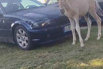 Konie polskie 3 sztuki, Lubelskie, Bykowszczyzna