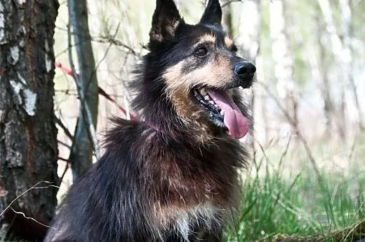 Alf czeka na dom,  śląskie Gliwice