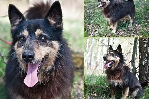 Alf czeka na dom,  śląskie Gliwice