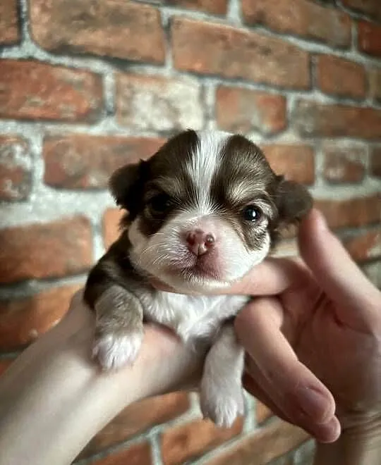 Chihuahua długowłosa suczka, Opolskie, Strzelce Opolskie
