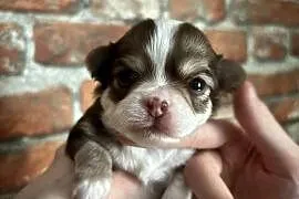 Chihuahua długowłosa suczka