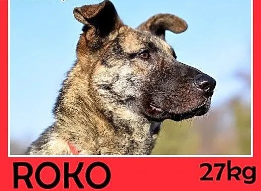 27kg,owczarek niem.mix,łagodny,wesoły,towarzyski p