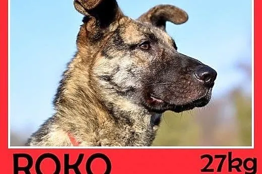 27kg,owczarek niem.mix,łagodny,wesoły,towarzyski p