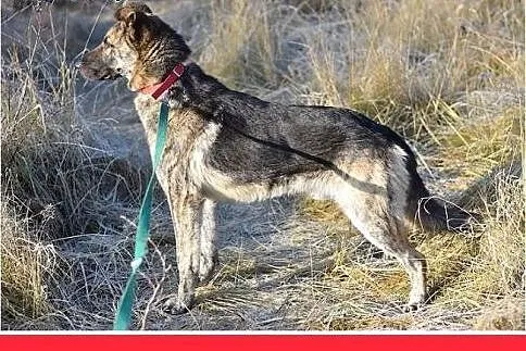 27kg,owczarek niem.mix,łagodny,wesoły,towarzyski p
