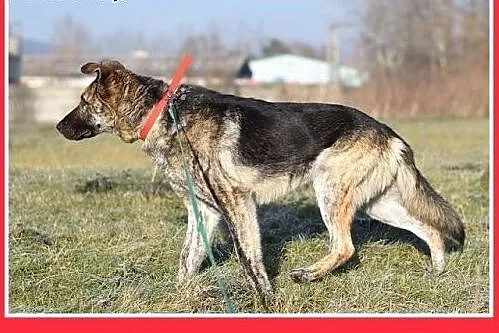 27kg,owczarek niem.mix,łagodny,wesoły,towarzyski p