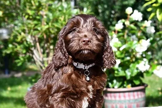 Cockapoo pudel spaniel hybryda czekoladowe