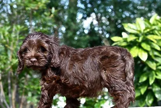 Cockapoo pudel spaniel hybryda czekoladowe, Łódzkie, Łódź