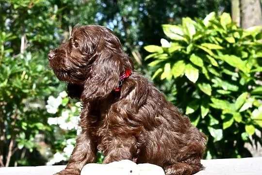 Cockapoo pudel spaniel hybryda czekoladowe, Łódzkie, Łódź