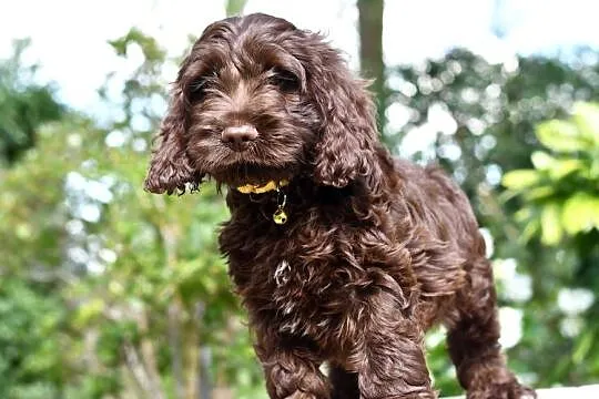 Cockapoo pudel spaniel hybryda czekoladowe, Łódzkie, Łódź