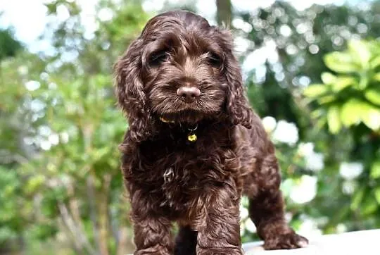 Cockapoo pudel spaniel hybryda czekoladowe, Łódzkie, Łódź