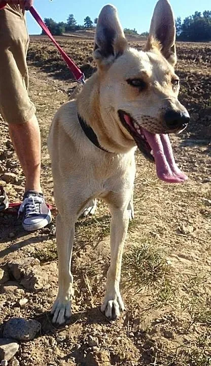 Młody piesek pies do adopcji , dolnośląskie Ząbko