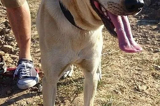 Młody piesek pies do adopcji ,  dolnośląskie Ząbko