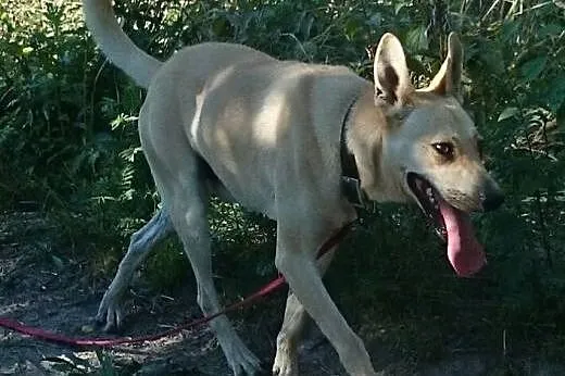 Młody piesek pies do adopcji ,  dolnośląskie Ząbko
