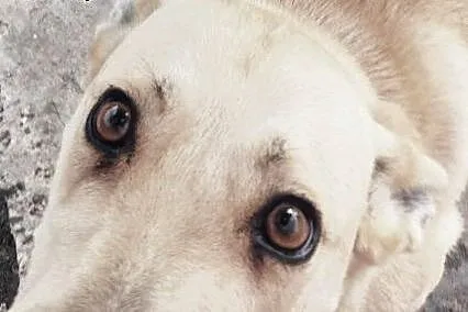 Młody piesek pies do adopcji ,  dolnośląskie Ząbko
