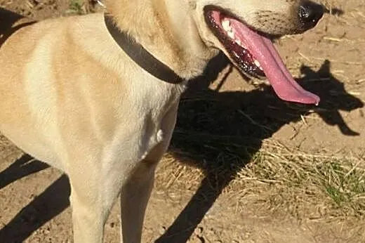 Młody piesek pies do adopcji ,  dolnośląskie Ząbko