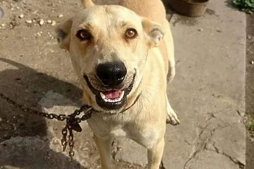 Młody piesek pies do adopcji ,  dolnośląskie Ząbko