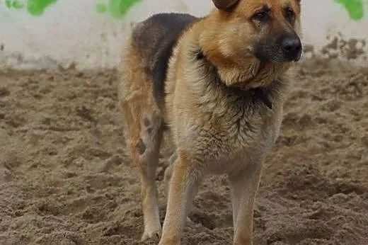 Uszatek i Ulinka - Owczarkowate psiaki szukają dom