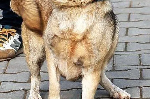 Moris, pies na schwał...tylko domu mu brak :(,  ma