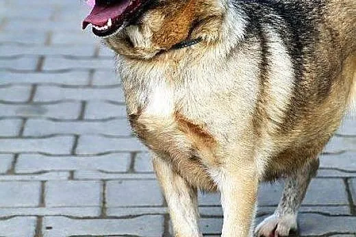 Moris, pies na schwał...tylko domu mu brak :(,  ma