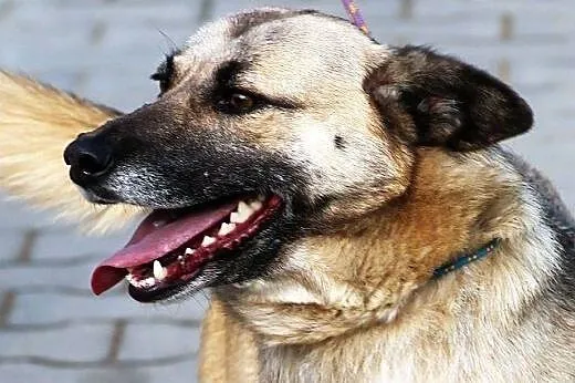 Moris, pies na schwał...tylko domu mu brak :(,  ma