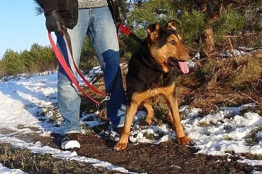 Moris, pies na schwał...tylko domu mu brak :(,  ma