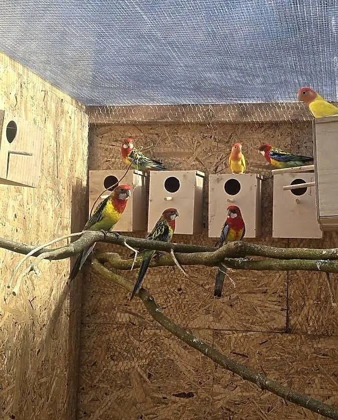 Rozella białolica, Zachodniopomorskie, Gryfino