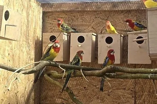 Rozella białolica, Zachodniopomorskie, Gryfino