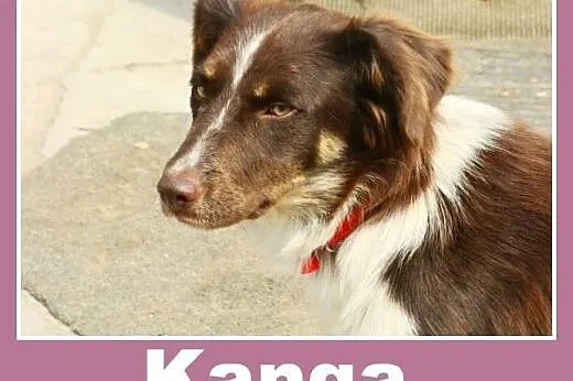 Delikatna, towarzyska suczka Kanga -adopcja,  małopolskie Kraków