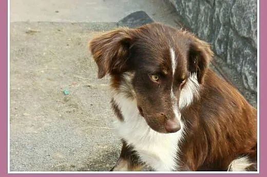 Delikatna, towarzyska suczka Kanga -adopcja,  mało