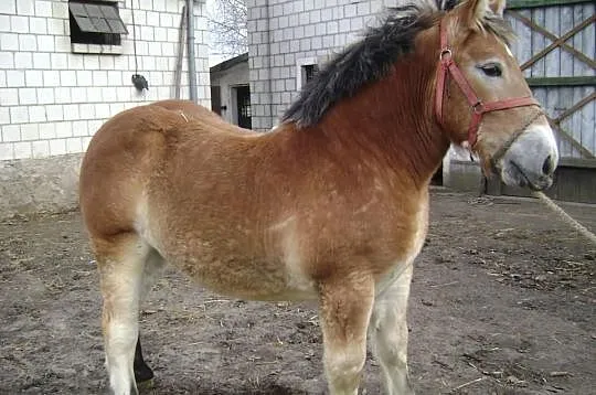 Klaczka źrebica źróbka