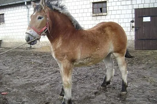 Klaczka źrebica źróbka