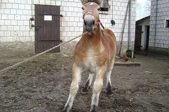 Klaczka źrebica źróbka