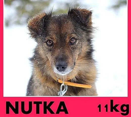 NUTKA,11kg,łagodna,wesoła,towarzyska suczka .ADOPC