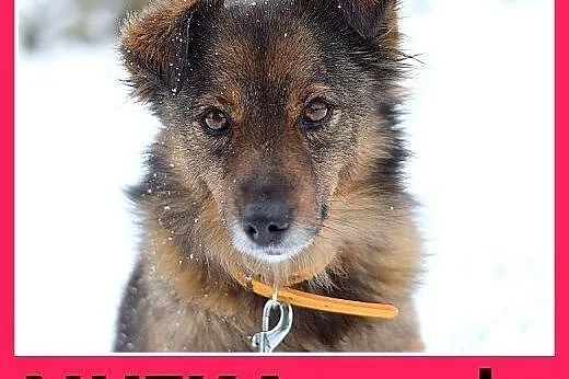 NUTKA,11kg,łagodna,wesoła,towarzyska suczka .ADOPCJA, śląskie Katowice