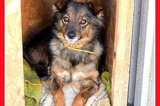 NUTKA,11kg,łagodna,wesoła,towarzyska suczka .ADOPC