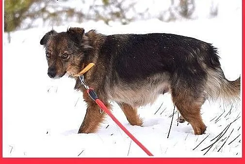 NUTKA,11kg,łagodna,wesoła,towarzyska suczka .ADOPC
