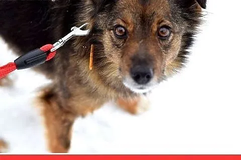 NUTKA,11kg,łagodna,wesoła,towarzyska suczka .ADOPC