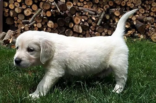 Golden Retriever, Mazowieckie, Warszawa