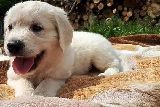 Golden Retriever, Mazowieckie, Warszawa