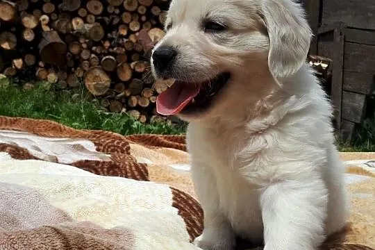 Golden Retriever, Mazowieckie, Warszawa