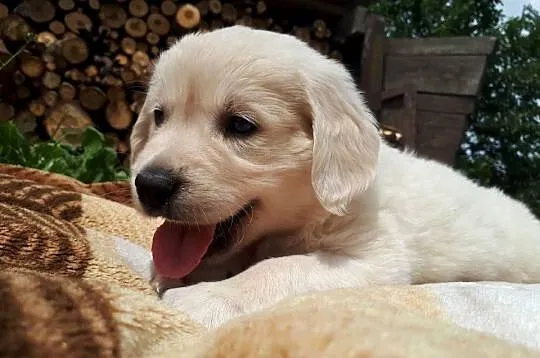 Golden Retriever, Mazowieckie, Warszawa