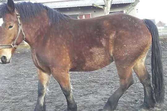 Klacz zimnokrwista źrebna