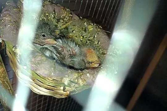 Sprzedam kanarki do ręczneg karmienia, Wielkopolskie, Pleszew