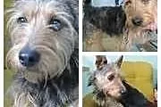 Terierek 1,5 roku piękny gotowy do adopcji!